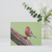 Carte Postale Finch Maison (Debout devant)