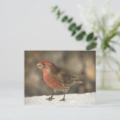 Carte Postale Finch Maison (Debout devant)