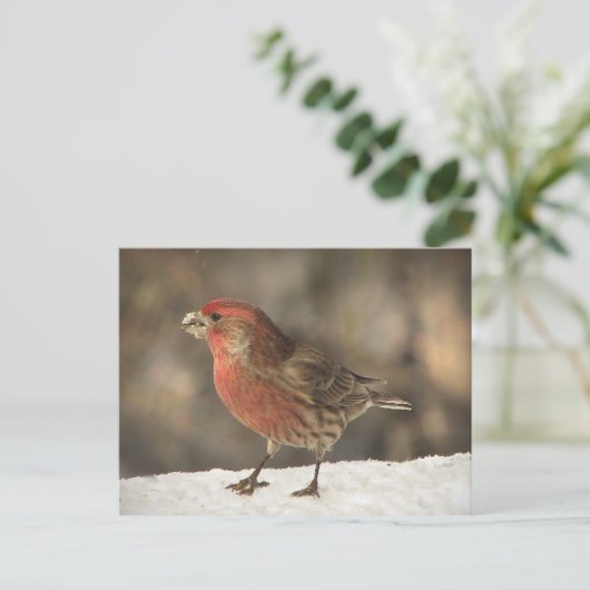 Carte Postale Finch Maison (Debout devant)