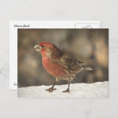 Carte Postale Finch Maison (Devant / Derrière)
