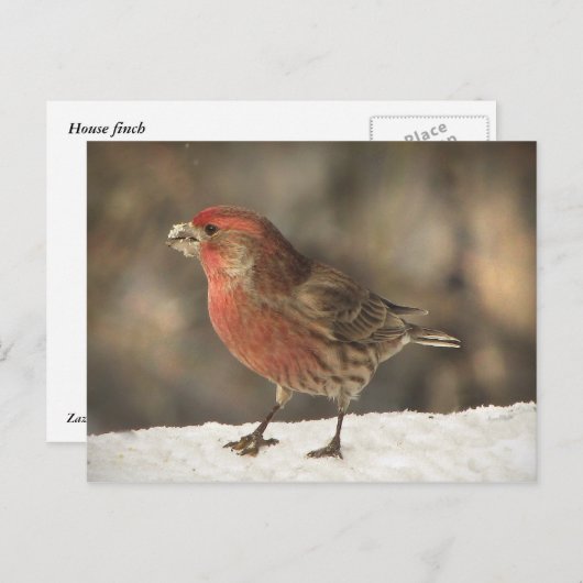 Carte Postale Finch Maison (Devant / Derrière)