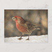 Carte Postale Finch Maison (Devant)