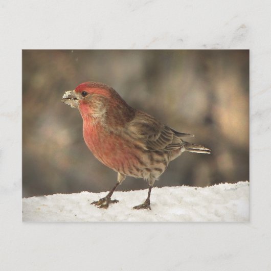 Carte Postale Finch Maison (Devant)