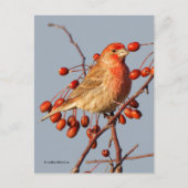 Carte Postale Finch maison avec Berries Hawthorn (Devant)