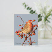 Carte Postale Finch maison avec Berries Hawthorn (Debout devant)