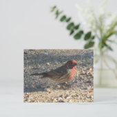 Carte postale Finch Maison Homme (Debout devant)