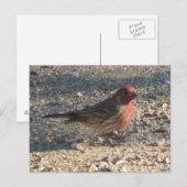 Carte postale Finch Maison Homme (Devant / Derrière)