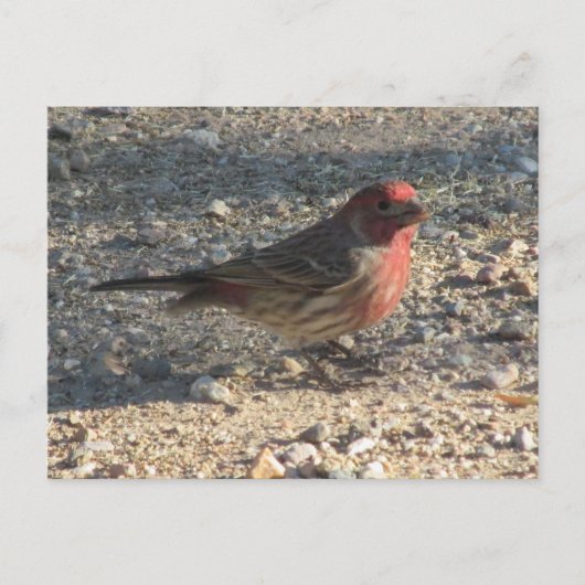 Carte postale Finch Maison Homme (Devant)