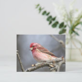 Carte Postale Finch pourpre (Debout devant)
