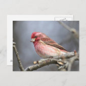 Carte Postale Finch pourpre (Devant / Derrière)