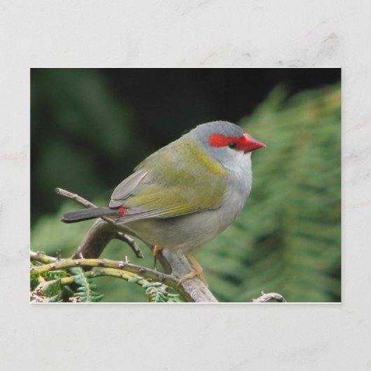 Carte Postale Finch rouge (Devant)