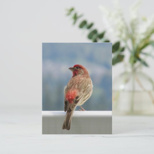 Carte Postale Finch rouge Extraire la vue. (Debout devant)
