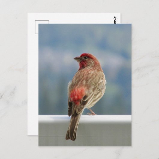 Carte Postale Finch rouge Extraire la vue. (Devant / Derrière)