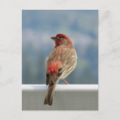 Carte Postale Finch rouge Extraire la vue. (Devant)