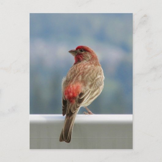 Carte Postale Finch rouge Extraire la vue. (Devant)