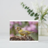 Carte Postale Finch vert (Debout devant)