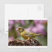 Carte Postale Finch vert (Devant / Derrière)