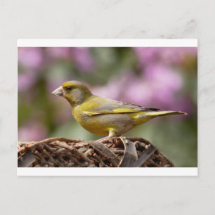 Carte Postale Finch vert