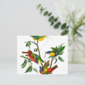 Carte Postale Finche peinte par John James Audubon (Debout devant)