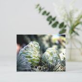 Carte Postale Fir Cone (Debout devant)