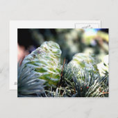Carte Postale Fir Cone (Devant / Derrière)