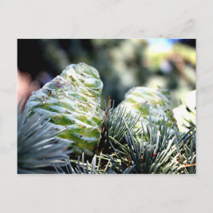 Carte Postale Fir Cone