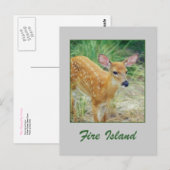 Carte postale 'Fire Island Fawn' (Devant / Derrière)
