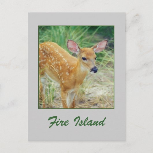 Carte postale 'Fire Island Fawn' (Devant)