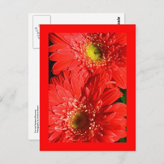 Carte Postale Fire Red Gerbera (Devant / Derrière)