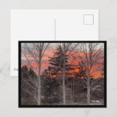 Carte Postale Fire Sky Through Winter Trees (Devant / Derrière)