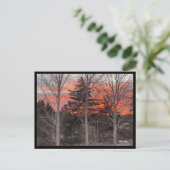 Carte Postale Fire Sky Through Winter Trees (Debout devant)