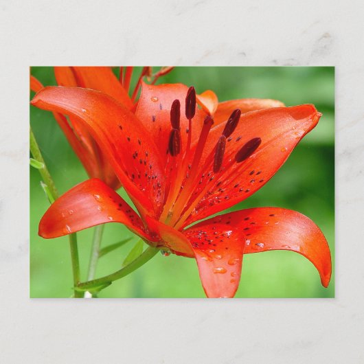 Carte postale Firecracker Lilly (Devant)