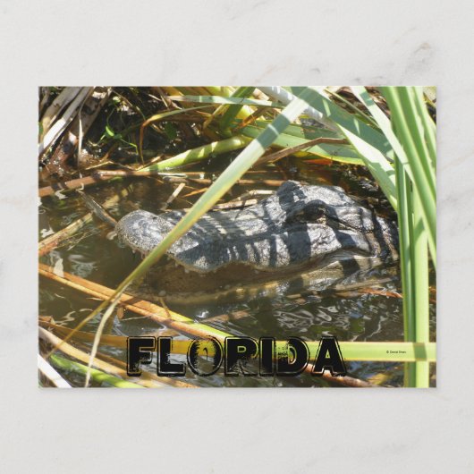 Carte Postale Fish Camp, Floride (Devant)