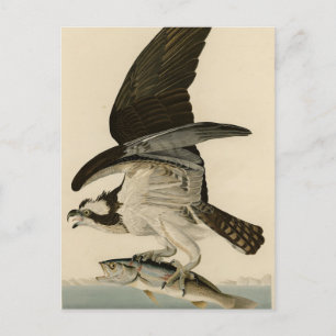 Carte Postale Fish Hawk, Osprey, d'Audubon's Birds of America