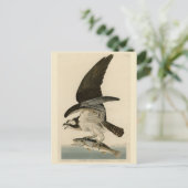 Carte Postale Fish Hawk, Osprey, d'Audubon's Birds of America (Debout devant)