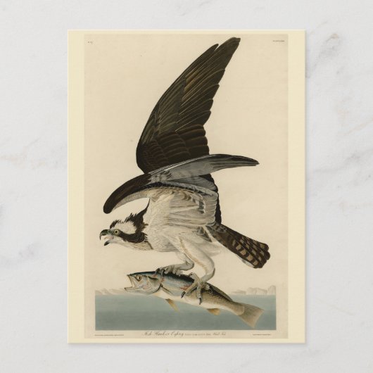 Carte Postale Fish Hawk, Osprey, d'Audubon's Birds of America (Devant)