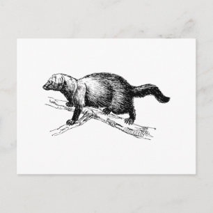 Carte Postale Fisher