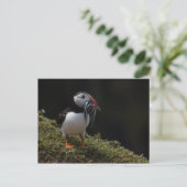 Carte Postale Fisher Puffin (Debout devant)