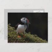 Carte Postale Fisher Puffin (Devant / Derrière)