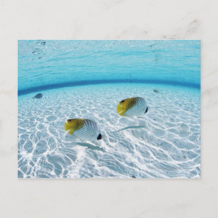 Carte Postale Fishes at Sea
