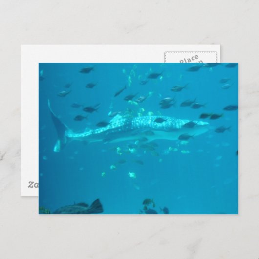 Carte Postale Fishiles (Devant / Derrière)