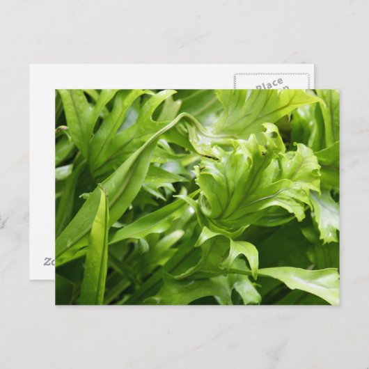 Carte postale Fishtail (Devant / Derrière)