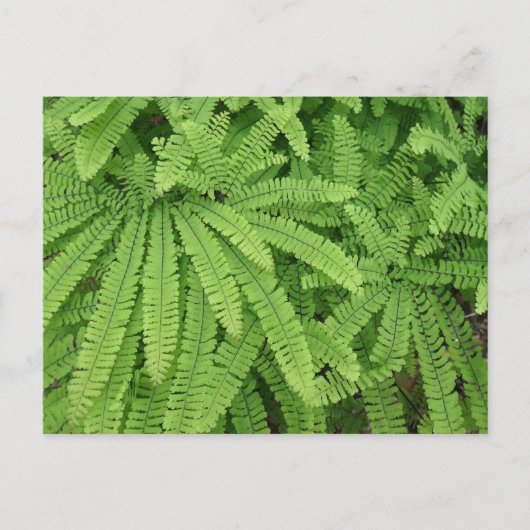 Carte Postale Five Finger Maidenhair Fern (Devant)