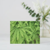 Carte Postale Five Finger Maidenhair Fern (Debout devant)