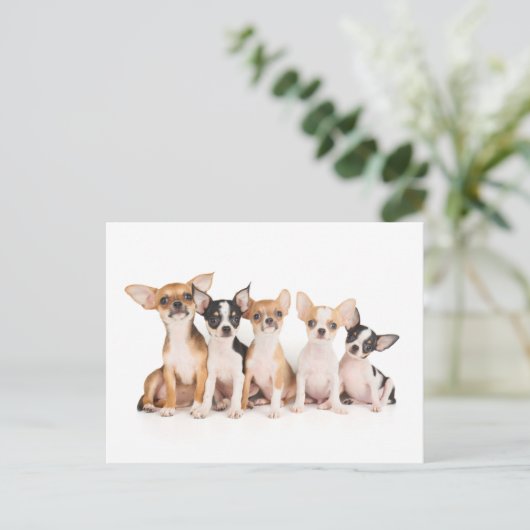 Carte Postale Five puppies (Debout devant)