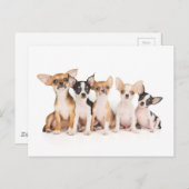 Carte Postale Five puppies (Devant / Derrière)