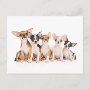 Carte Postale Five puppies