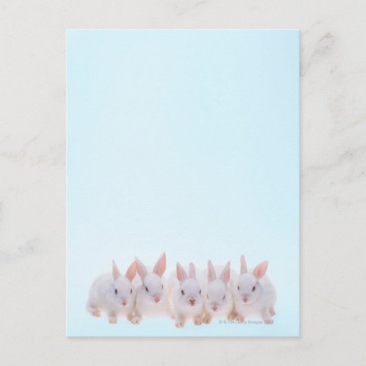 Carte Postale Five Rabbits (Devant)
