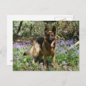 Carte Postale Fixation de berger allemand (Devant / Derrière)