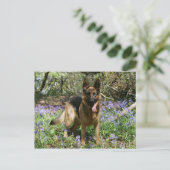 Carte Postale Fixation de berger allemand (Debout devant)